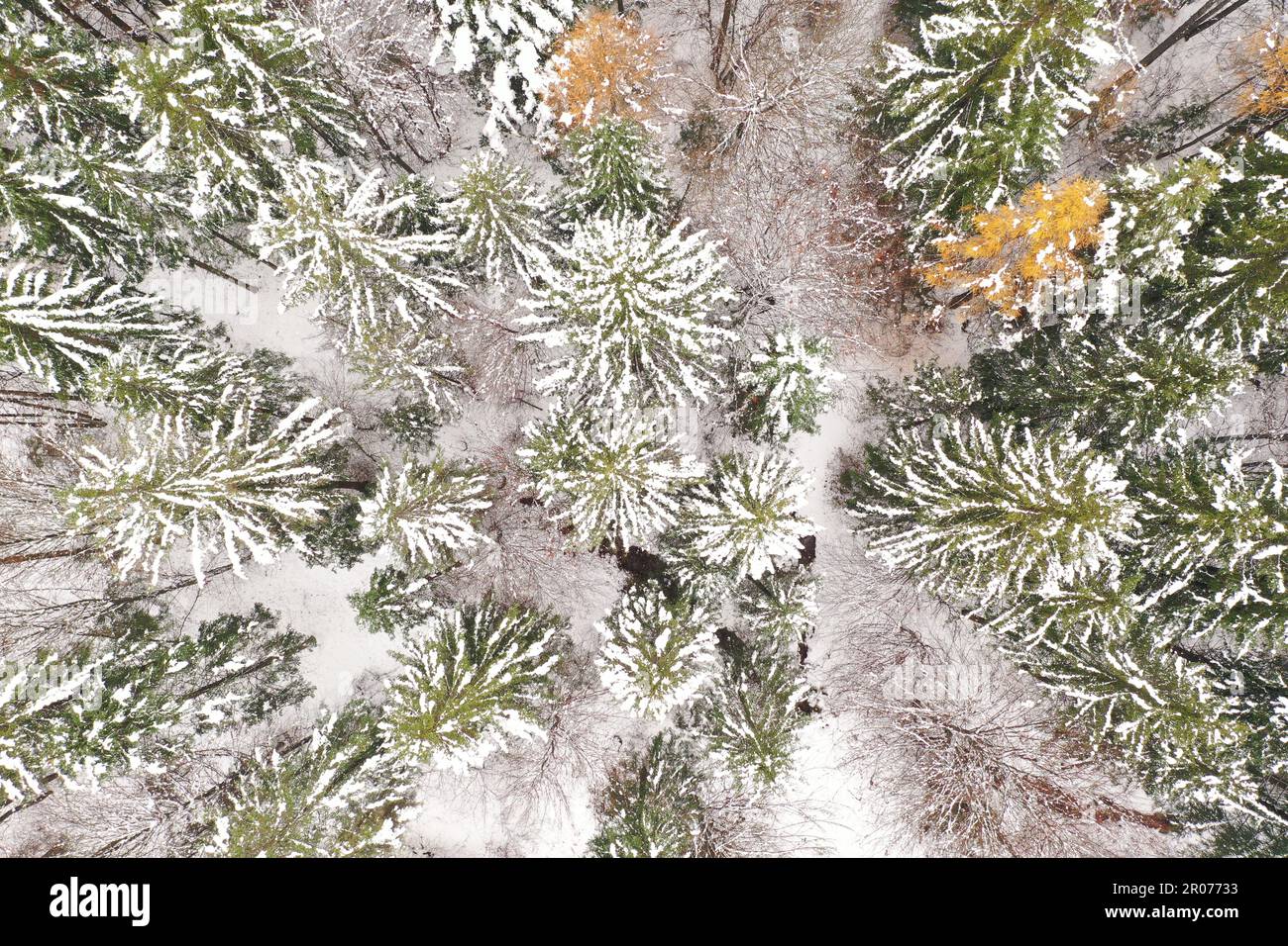 Vista aerea della colorata foresta autunnale con neve fresca: Geometria astratta degli alberi e texture naturali dall'alto Foto Stock
