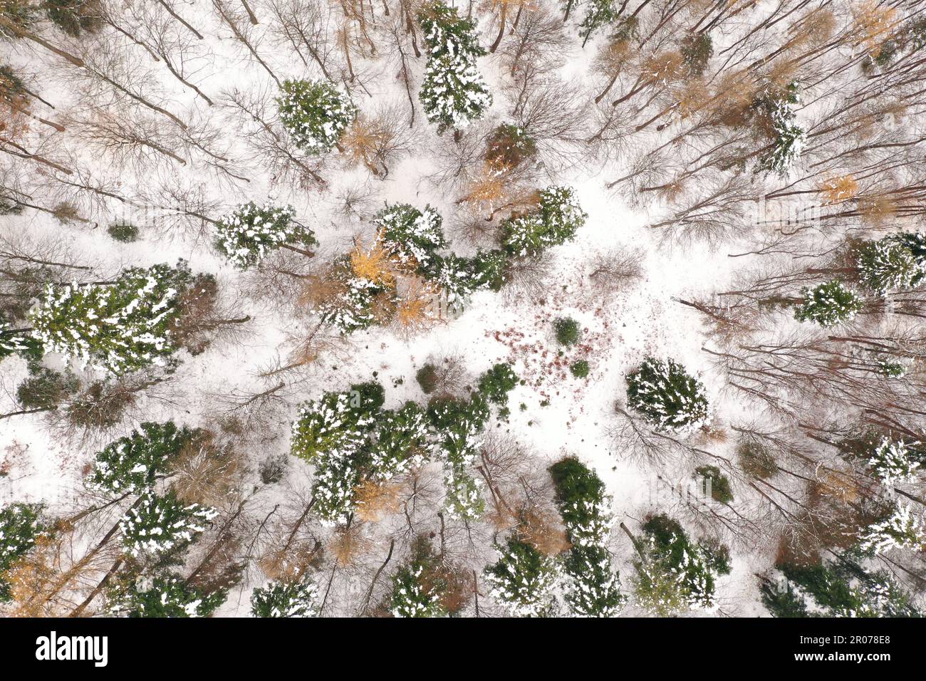 Vista aerea della colorata foresta autunnale con neve fresca: Geometria astratta degli alberi e texture naturali dall'alto Foto Stock