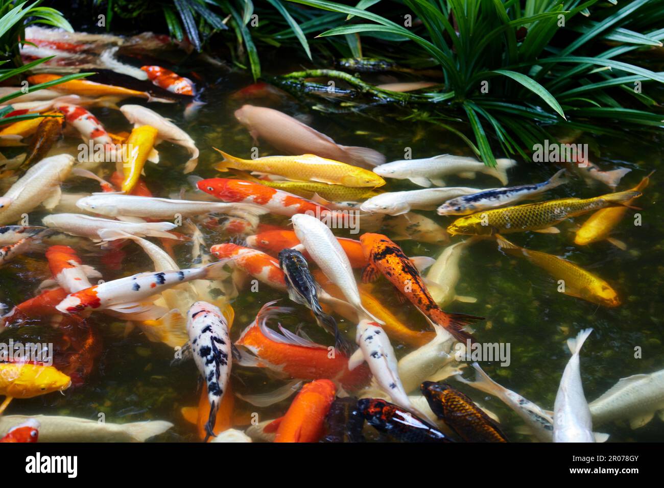 Carpe Koi nuotare in stagno Foto Stock