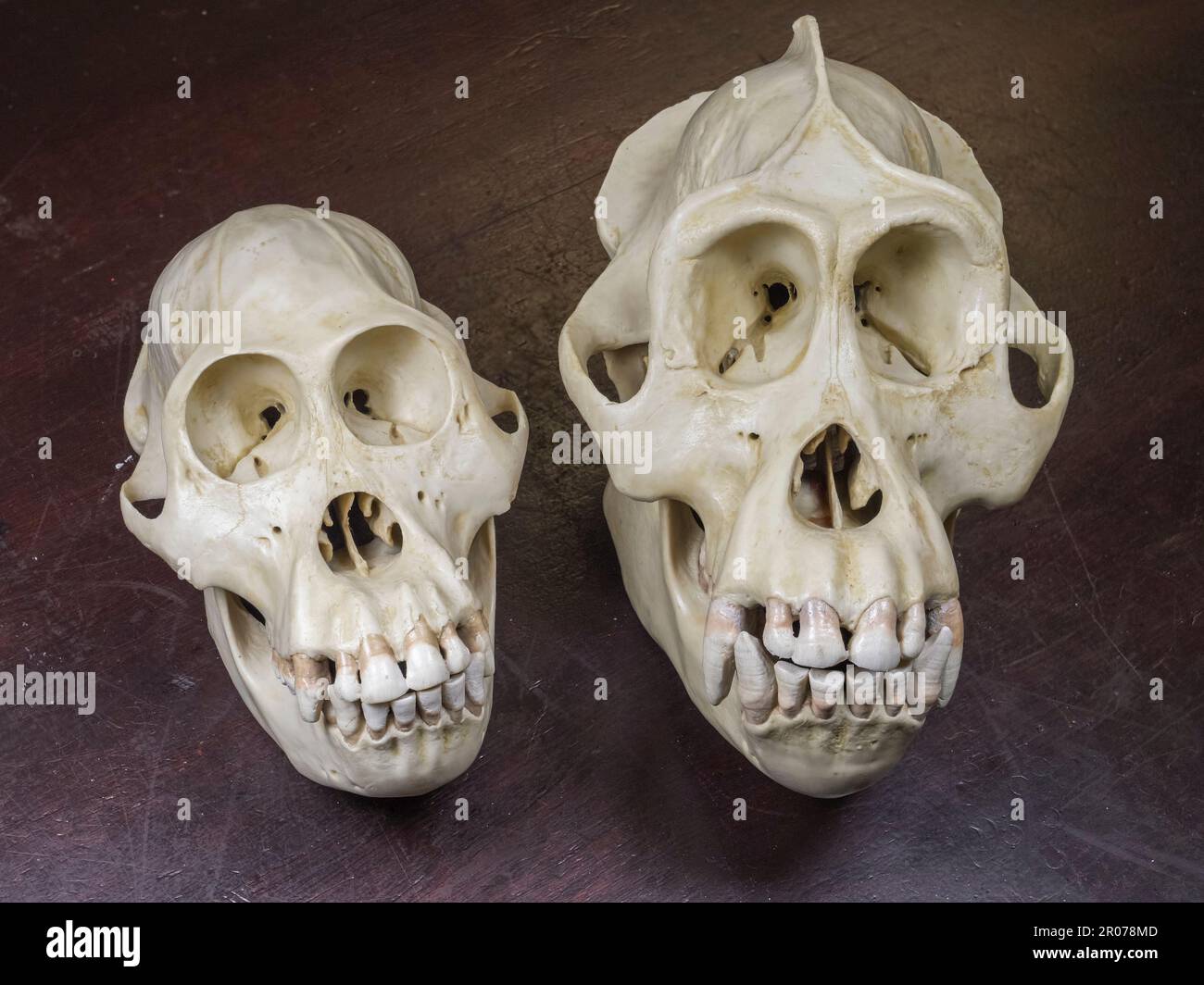 Modelli in resina di un teschio di scimpanzé e gorilla affiancati come utilizzati in una scuola secondaria britannica. Foto Stock