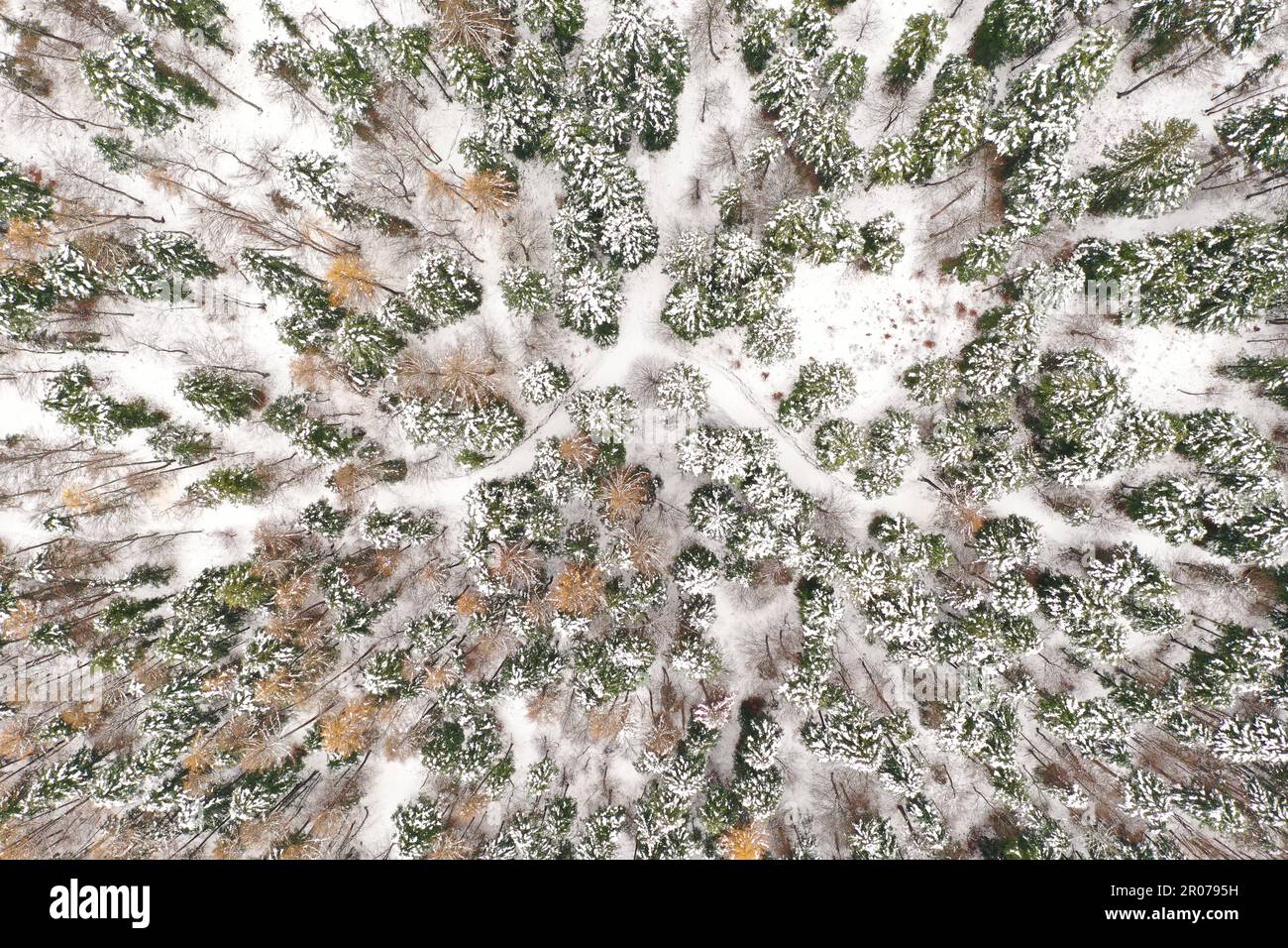 Vista aerea della colorata foresta autunnale con neve fresca: Geometria astratta degli alberi e texture naturali dall'alto Foto Stock