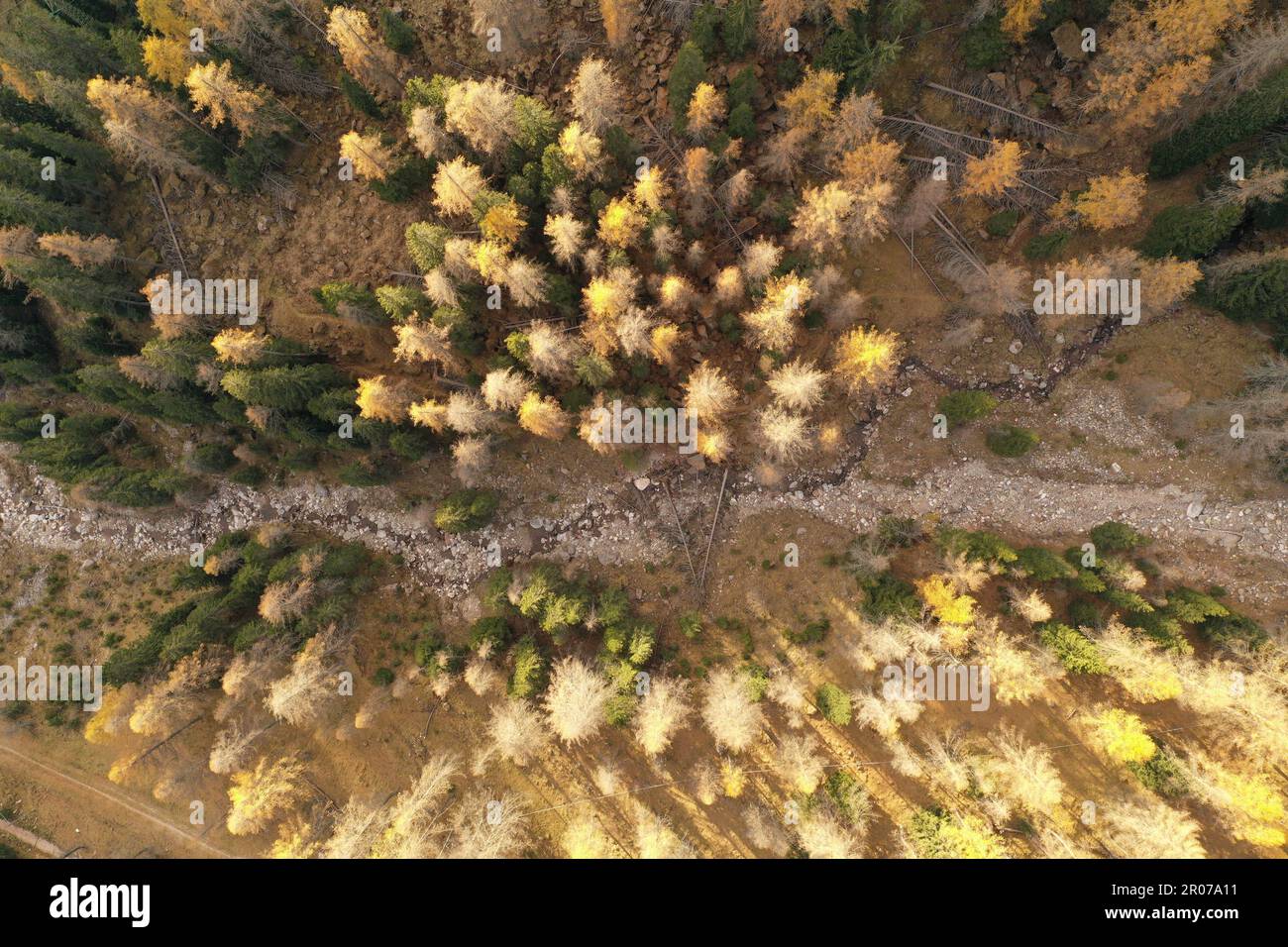 Vista aerea della foresta di larici autunnali nelle Dolomiti, nelle Alpi italiane: Toni dorati e strutture montane dall'alto Foto Stock