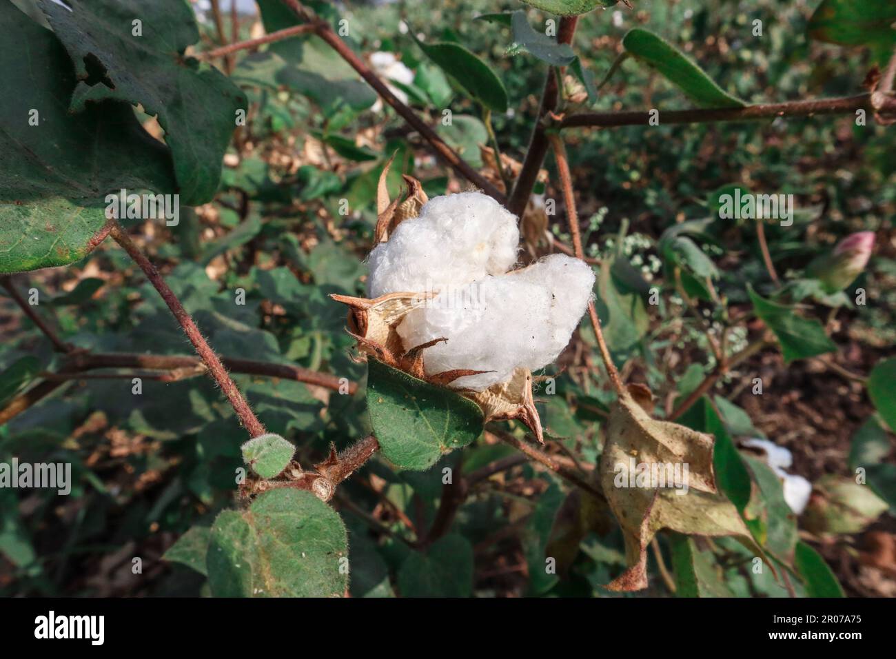 Morbido cotone bianco soffice che si adora al cotone maturo pronto per la raccolta Foto Stock