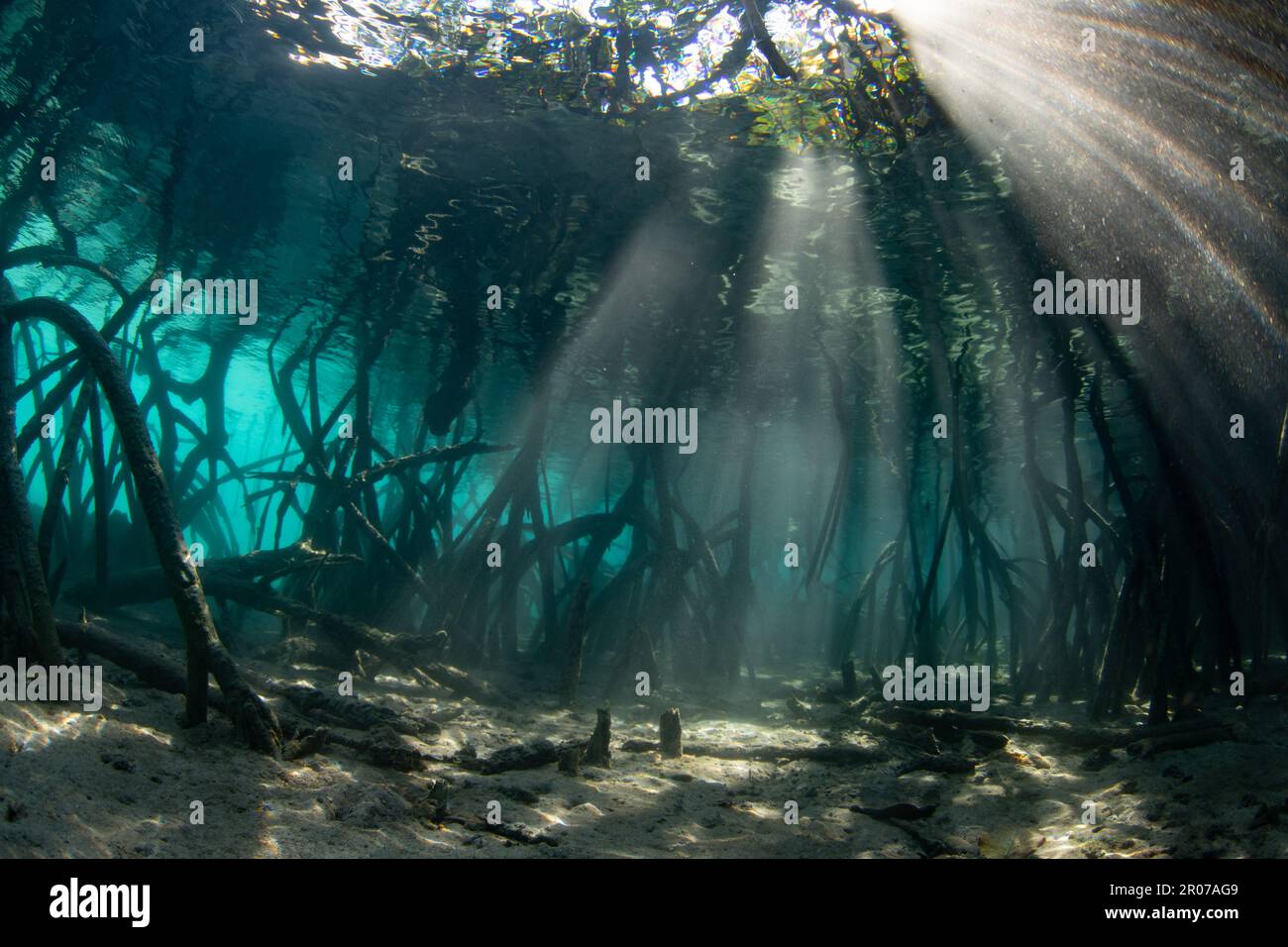 La luce del sole filtra sott'acqua nelle ombre di una foresta di mangrovie scure che cresce in Raja Ampat, Indonesia. Le mangrovie sono habitat marini vitali. Foto Stock