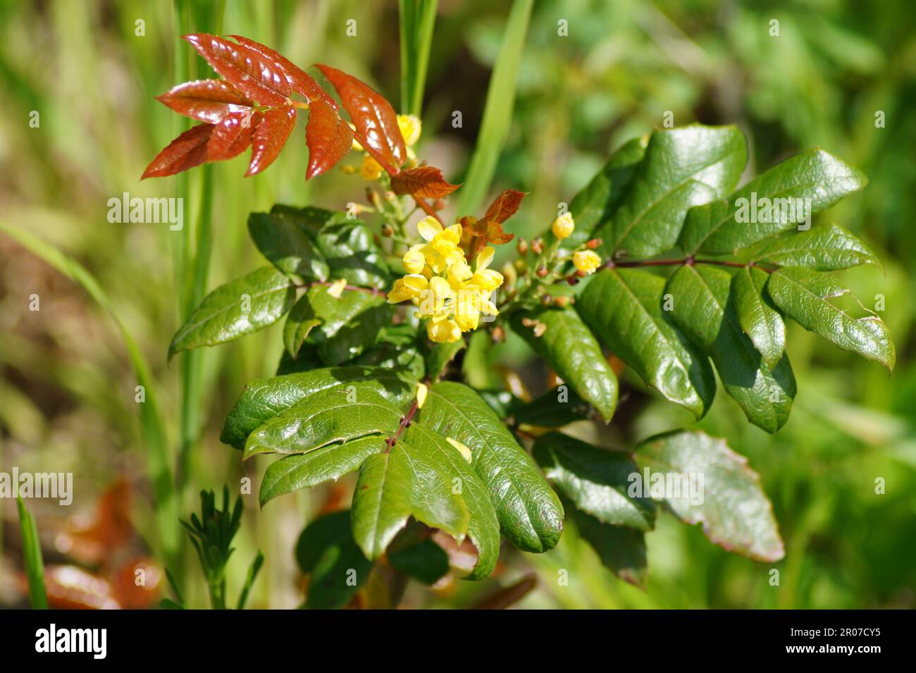 In primavera fiorisce la mahonia comune Foto Stock