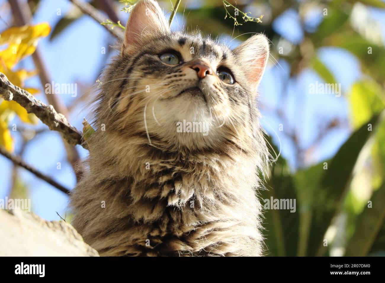 Un gatto seduto in cima ad un ramo di albero Foto Stock