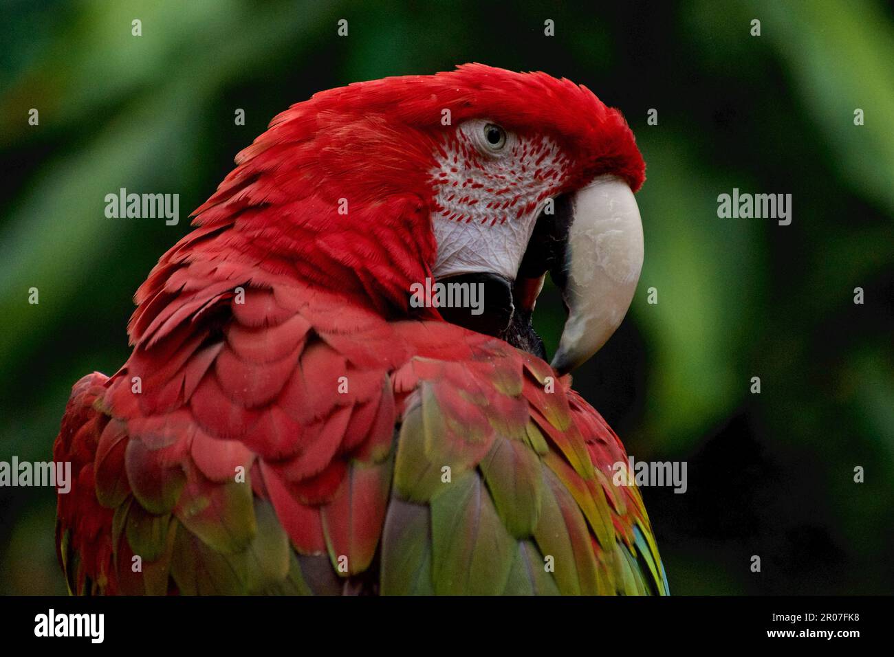 Macaw con alette verdi al Conservatorio di Bloedel Foto Stock