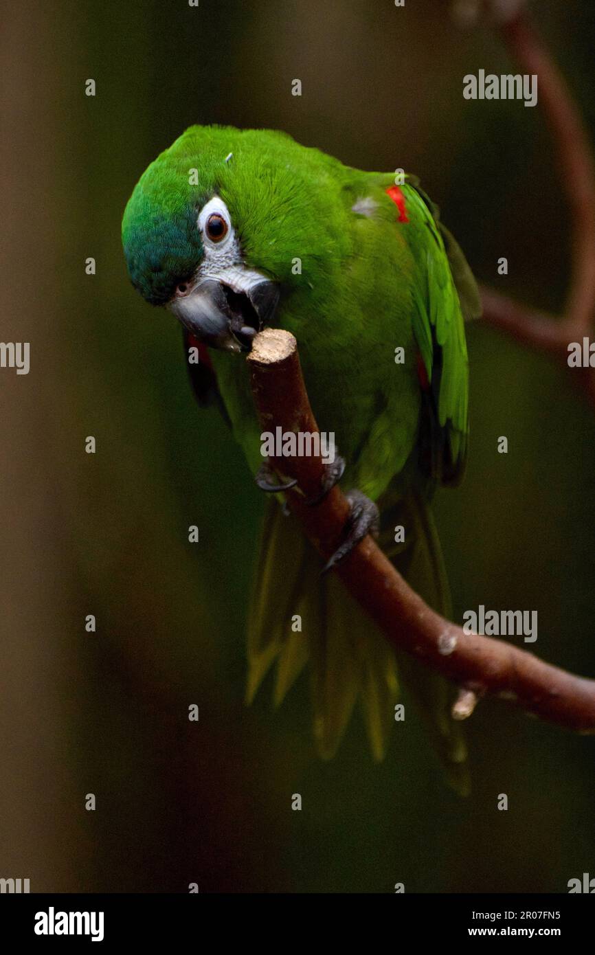 Macaw rosso-shouldered sul ramo Foto Stock