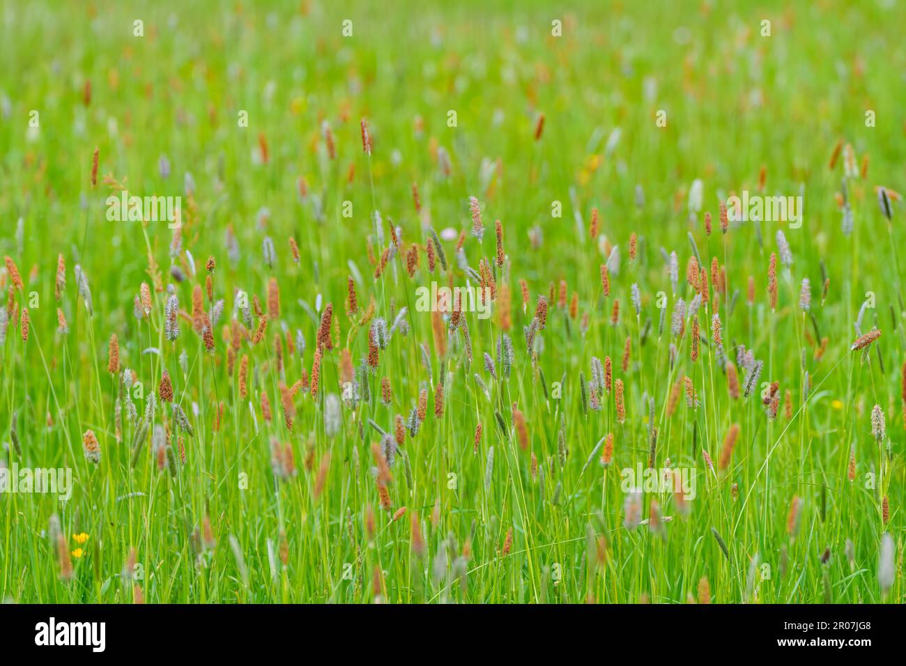 L'alopecurus pratensis, noto come coda di volpe del prato o coda di volpe del prato del campo, è un'erba perenne appartenente alla famiglia delle Poaceae. Foto Stock