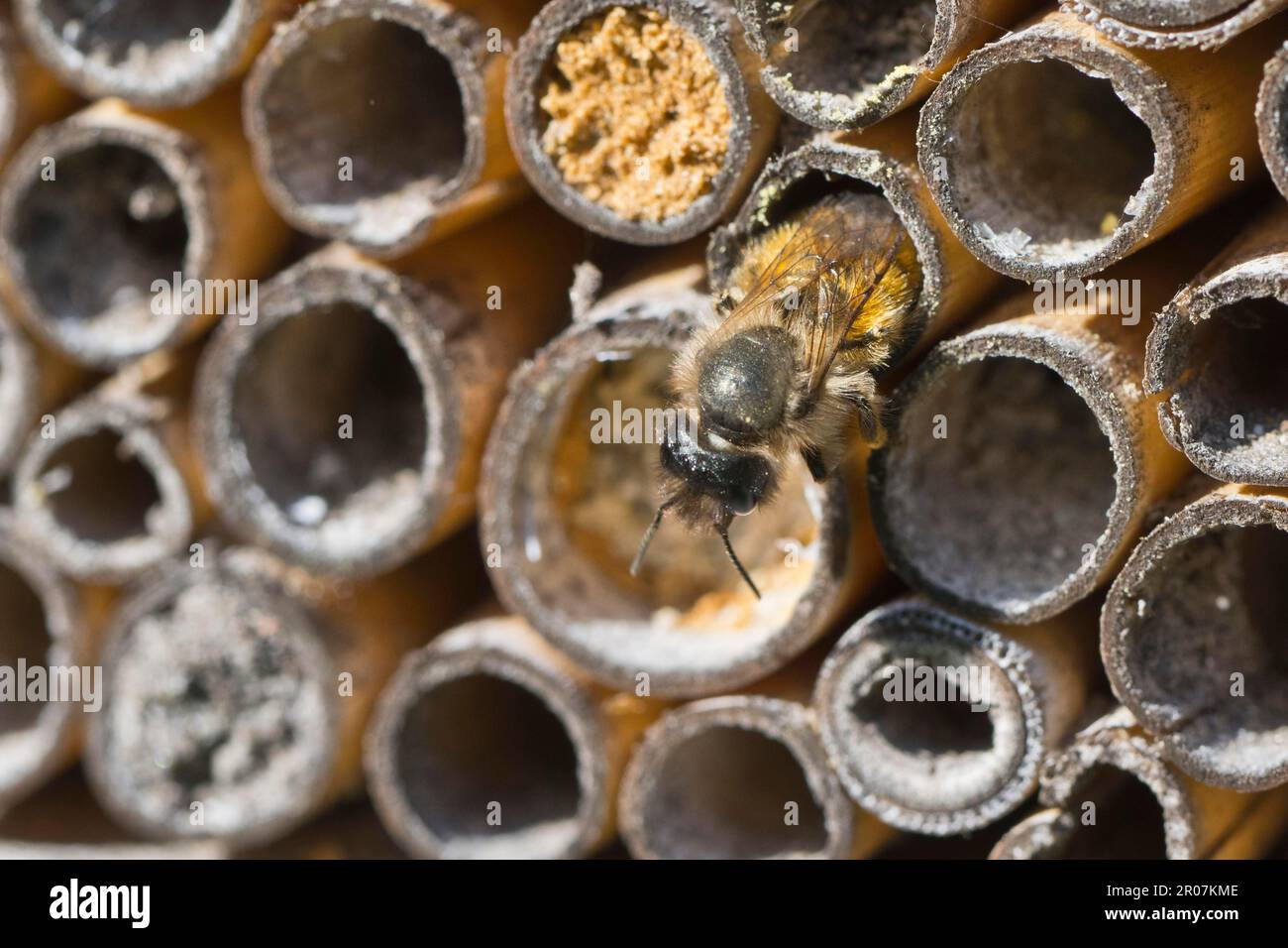 Ape di muratore rosso arrugginito (Osmia bicornis), Emsland, bassa Sassonia, Germania Foto Stock