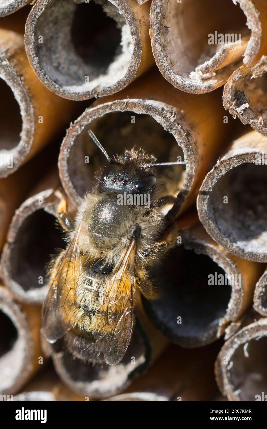 Ape di muratore rosso arrugginito (Osmia bicornis), Emsland, bassa Sassonia, Germania Foto Stock