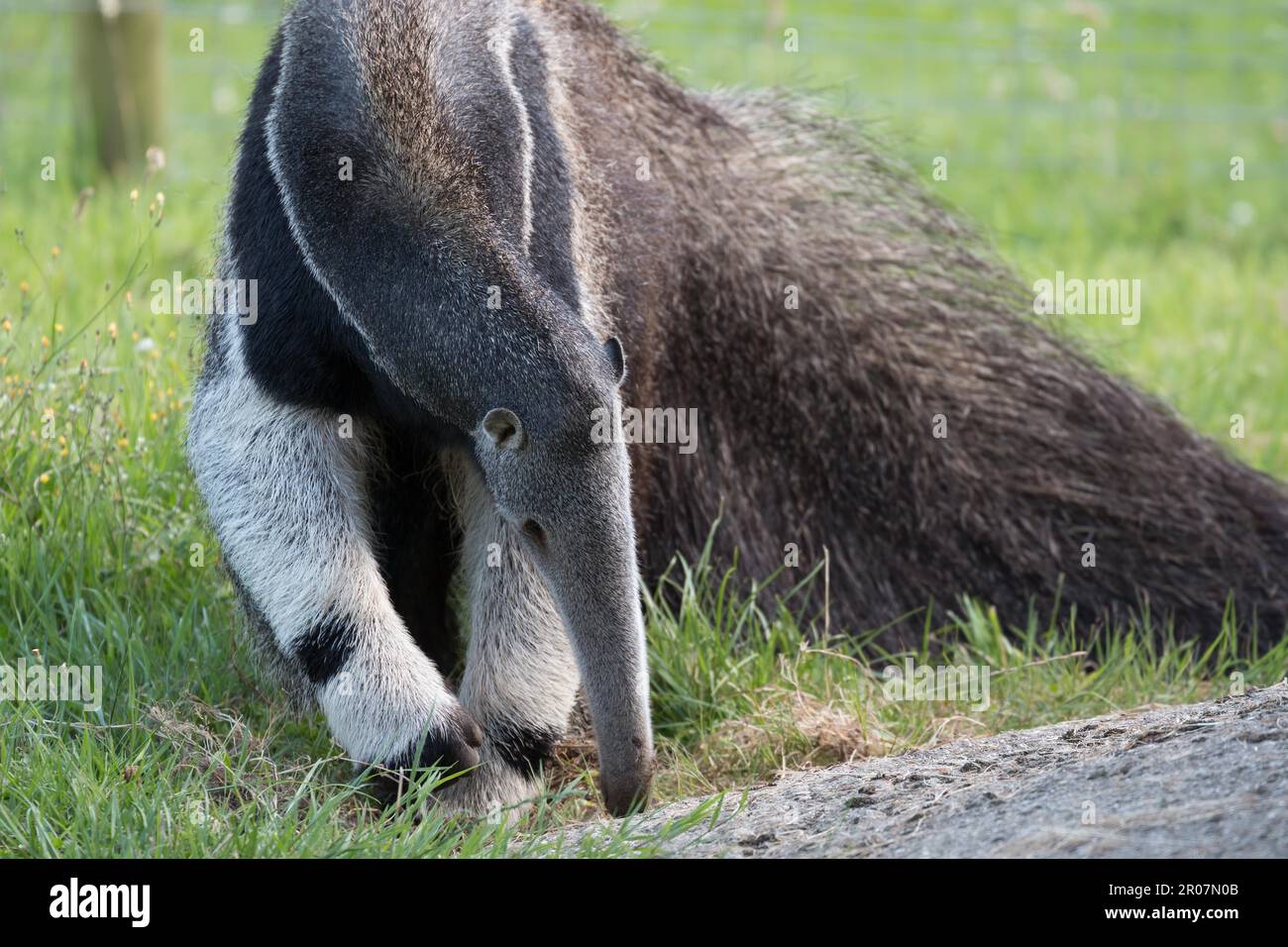 Anteater gigante (Myrmecophaga triduttyla) alla ricerca di cibo Foto Stock
