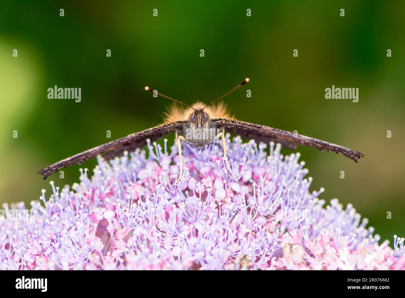 Butterfly su un viola ortensia fiore Foto Stock