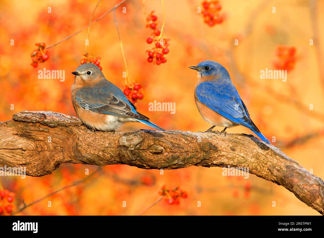 Bluebird orientale (Sialia sialis) coppia adulta, arroccato sul ramo accanto amaro (U.) S. A. autunno Foto Stock