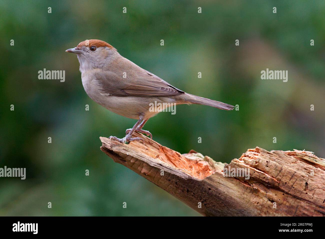 Blackcap (Sylvia atricapilla) femmina adulta, arroccata sul log in giardino, Leicestershire, Inghilterra, Regno Unito Foto Stock