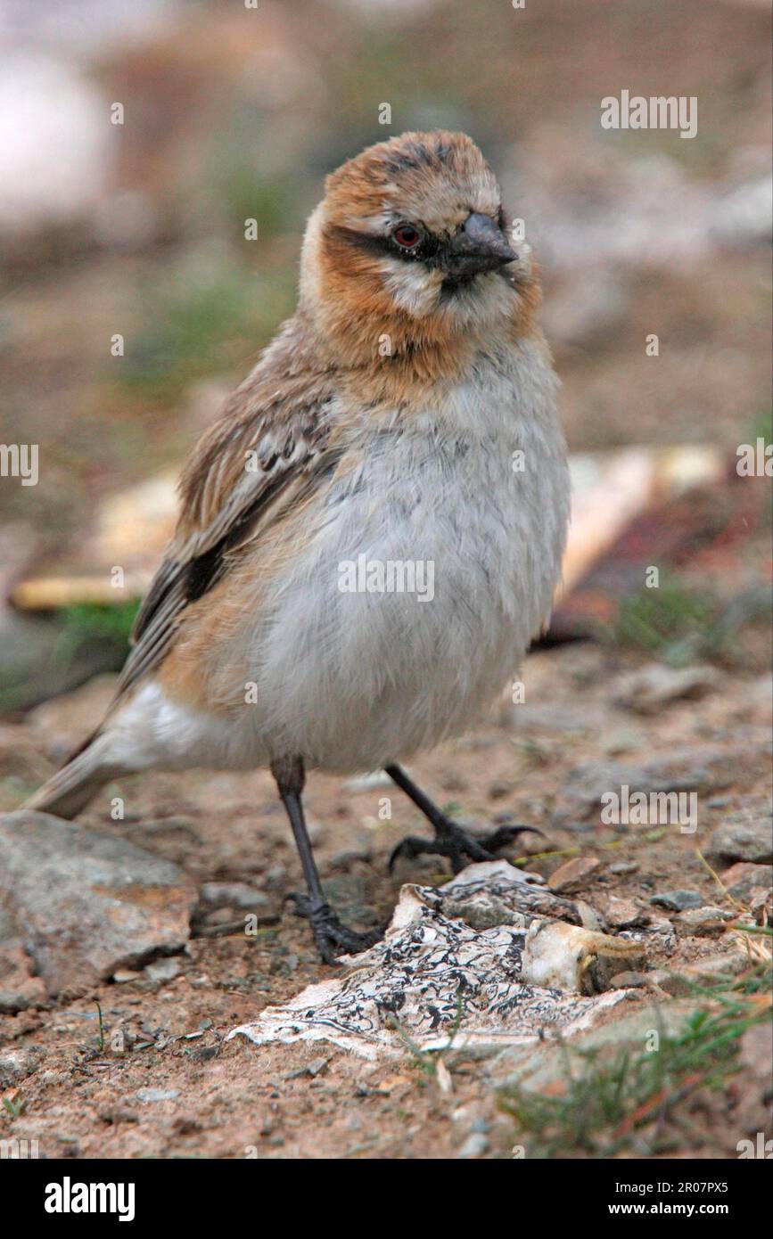 Pinch a collo rufoso (Montifringilla ruficollis) adulto, in piedi tra i giornali di preghiera, Provincia di Qinghai, altopiano tibetano, Cina Foto Stock