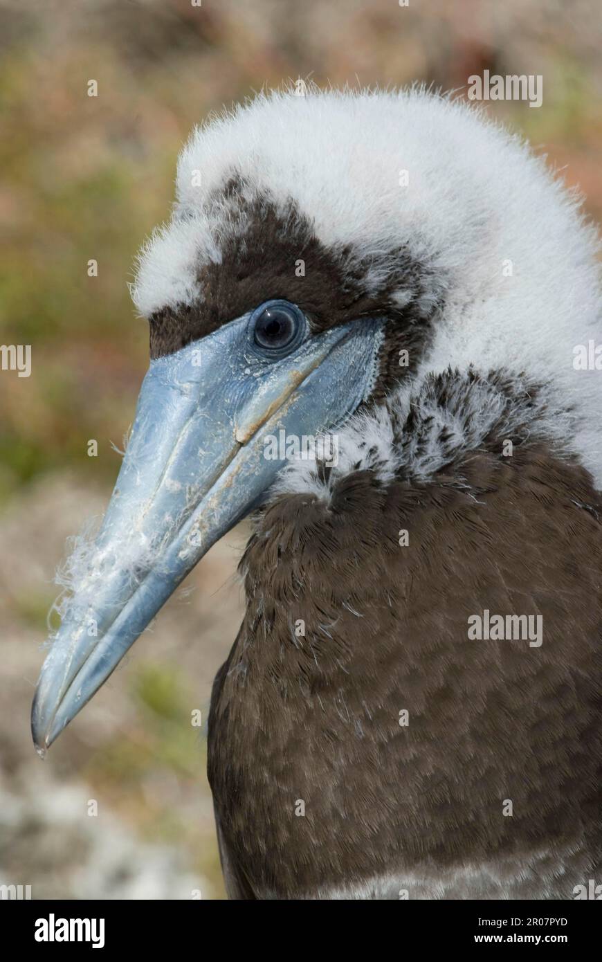 Booby marrone, Booby marrone, Booby marrone, Booby bianco, Booby marrone, Boobies marrone (Lula Leucogaster), Boobies, Ruddy-footed, Animali, Uccelli Foto Stock