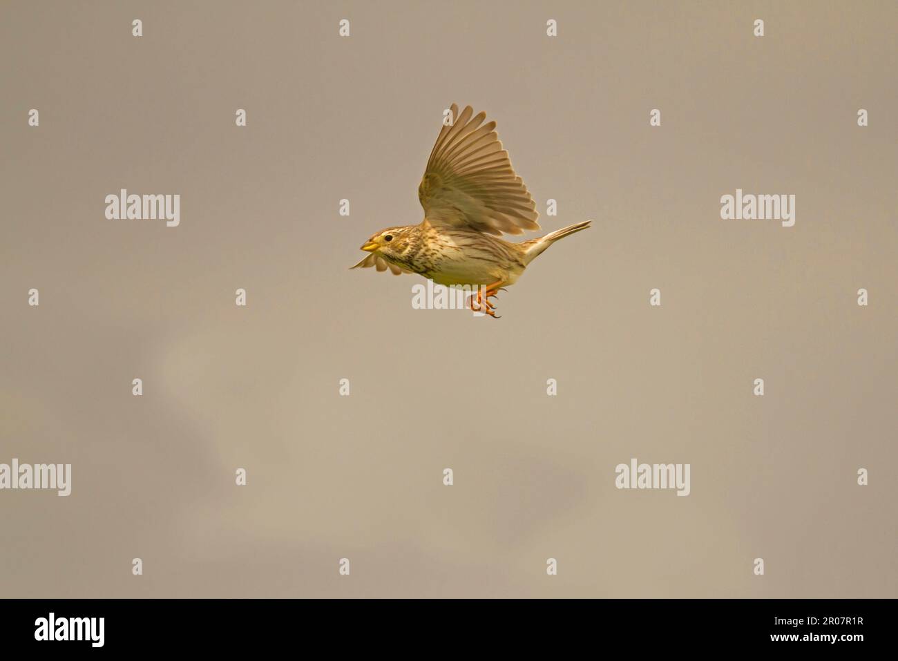 Corn Bunting (Miliaria calandra) adulto, in volo, con le gambe penzolanti tipiche, Spagna Foto Stock