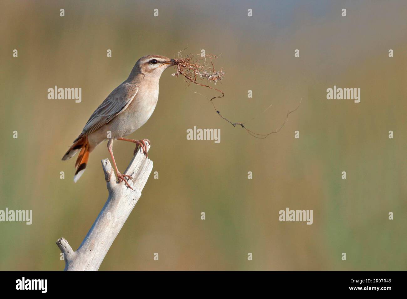 Scrub-robin (Cercotrichas galactotes) adulto maschio, con materiale di nidificazione in becco, arroccato su ramo morto, Lesvos, Grecia Foto Stock