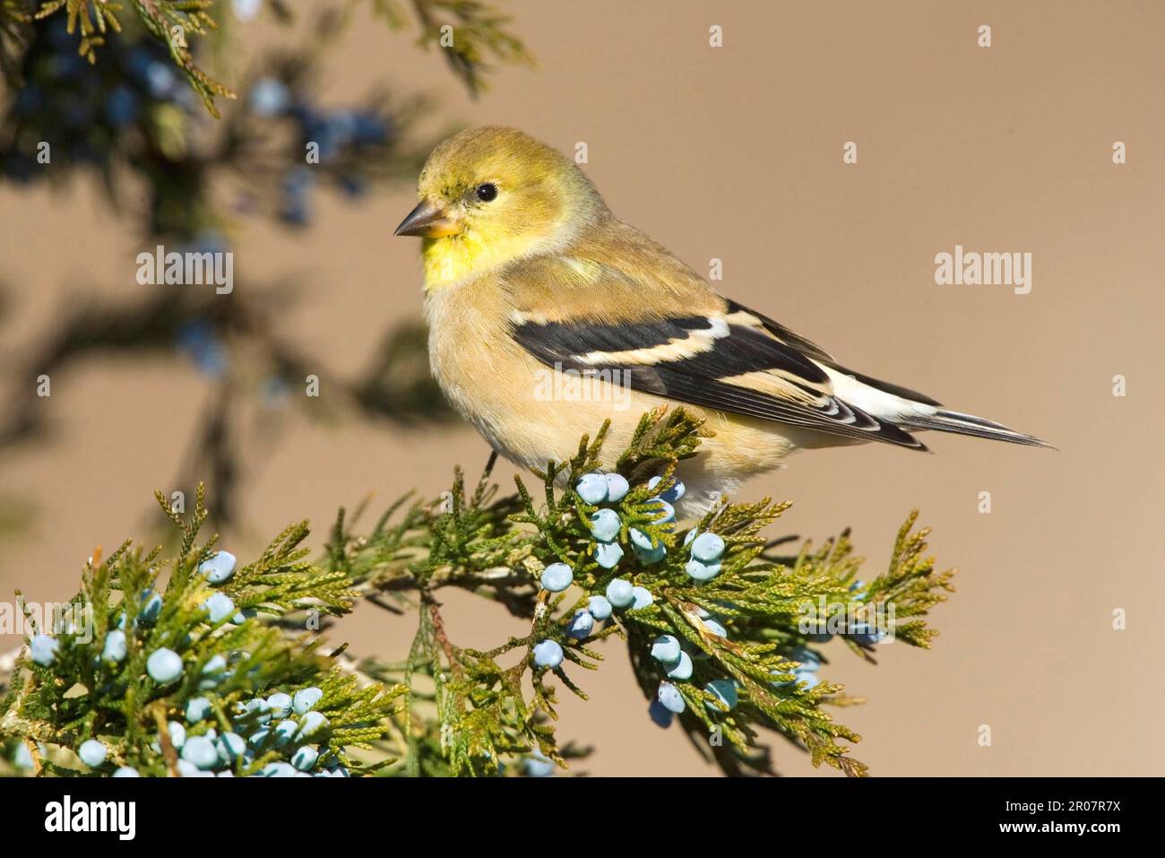American Goldfinch (Carduelis tristis) adulto maschio, piombato inverno, arroccato su cedro rosso (U.) S. A. inverno Foto Stock