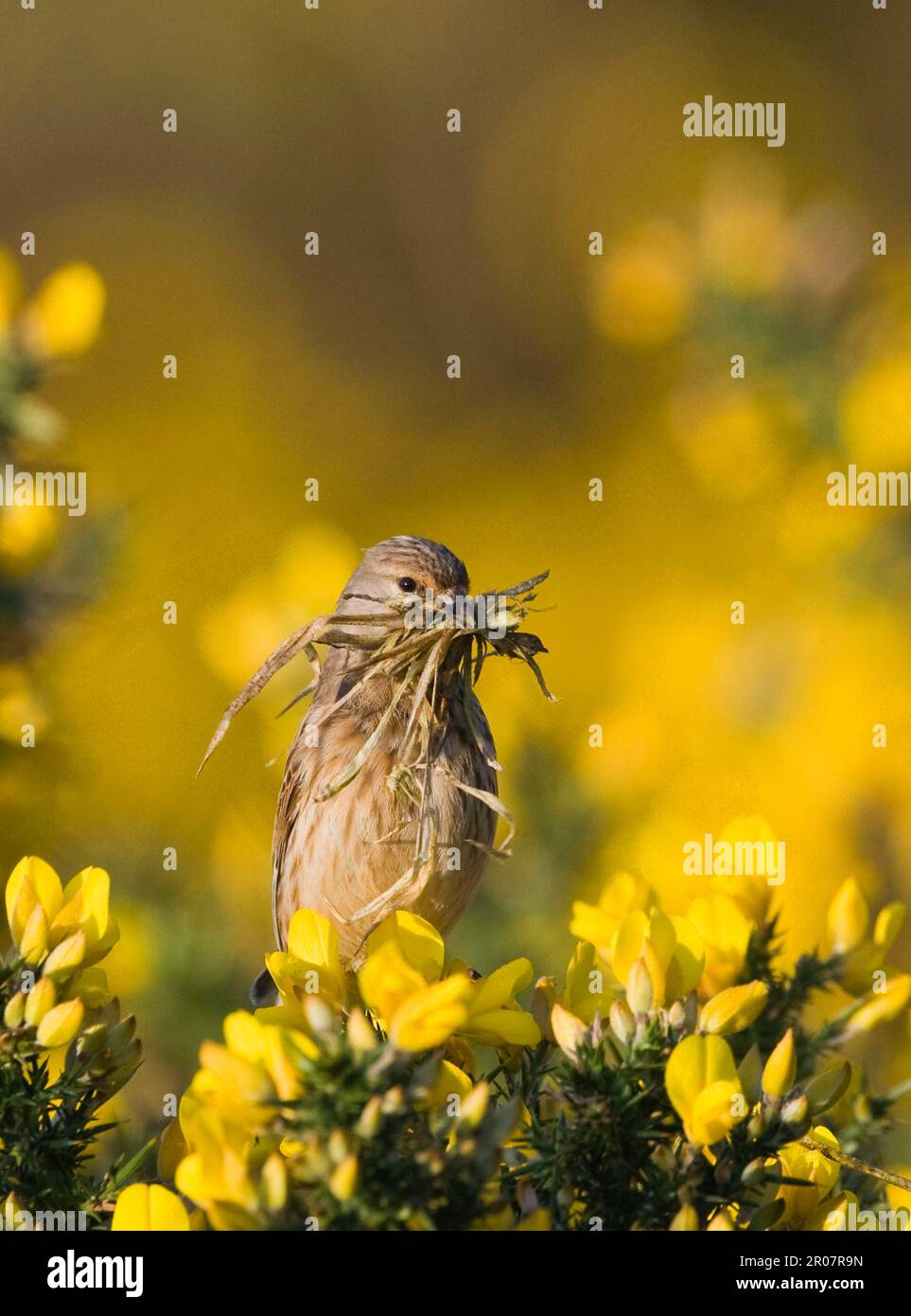 Acanthis cannabina, linnet di sangue, linnet di sangue, linnet di sangue (Carduelis cannabina), linnet, songbirds, animali, uccelli, Finches, Eurasian Linnet adulto Foto Stock