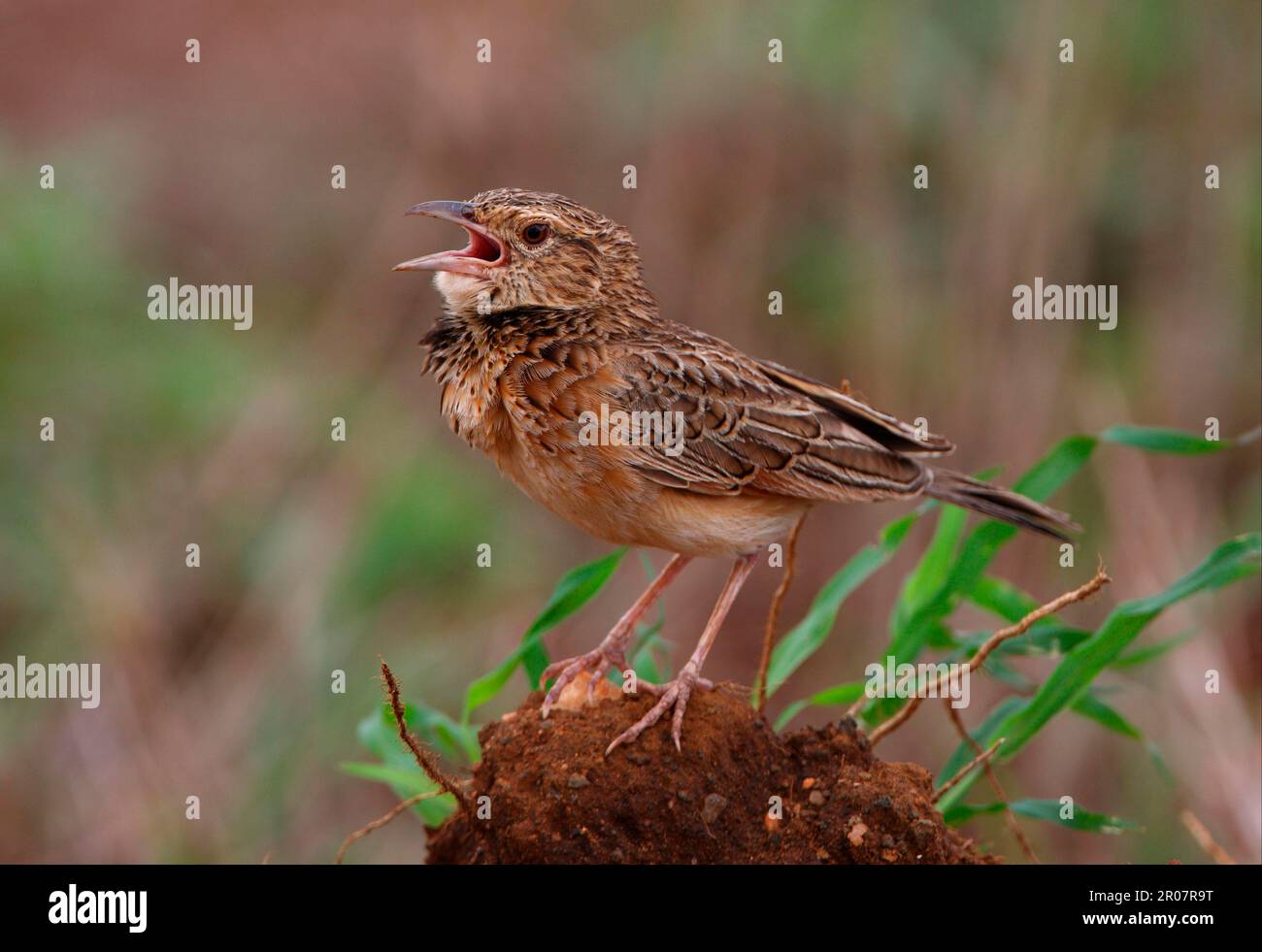 Lark (Mirafra hypermetra) adulto maschio, cantando, in piedi sul tumulo, Tsavo West N. P. Kenya Foto Stock