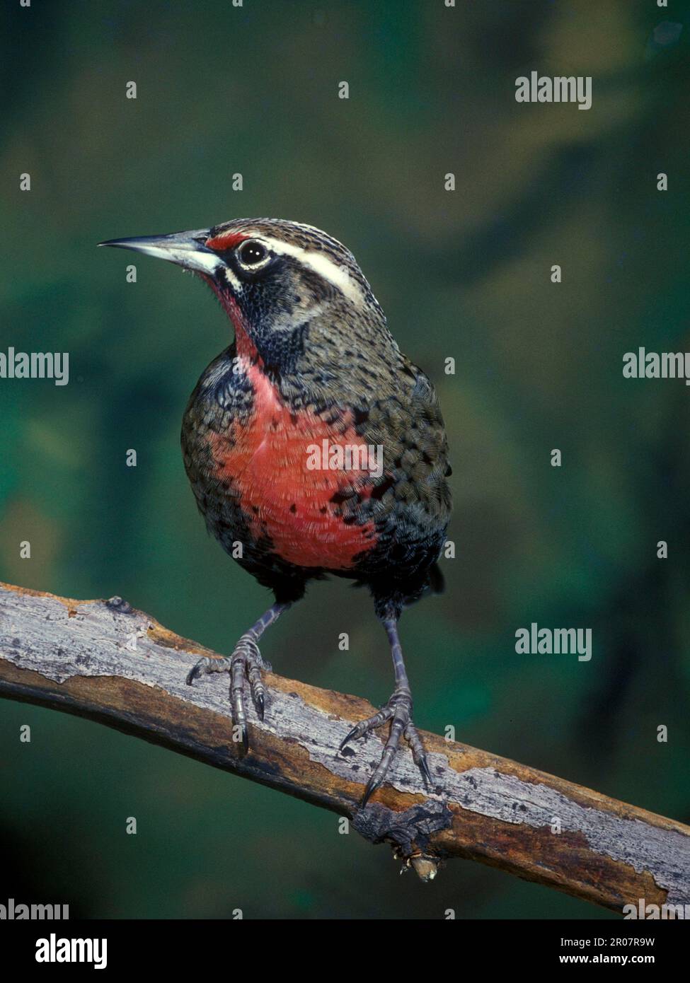 Rosso-breasted meadowlark (Leistes militaris) primo piano, sul ramo Foto Stock