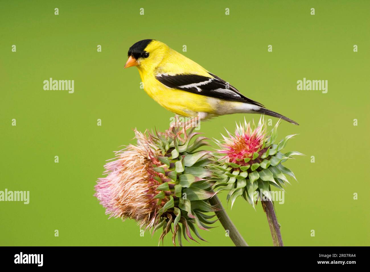 American Goldfinch (Carduelis tristis) maschio adulto, piumaggio di allevamento, arroccato sul cardo (U.) S. A Foto Stock