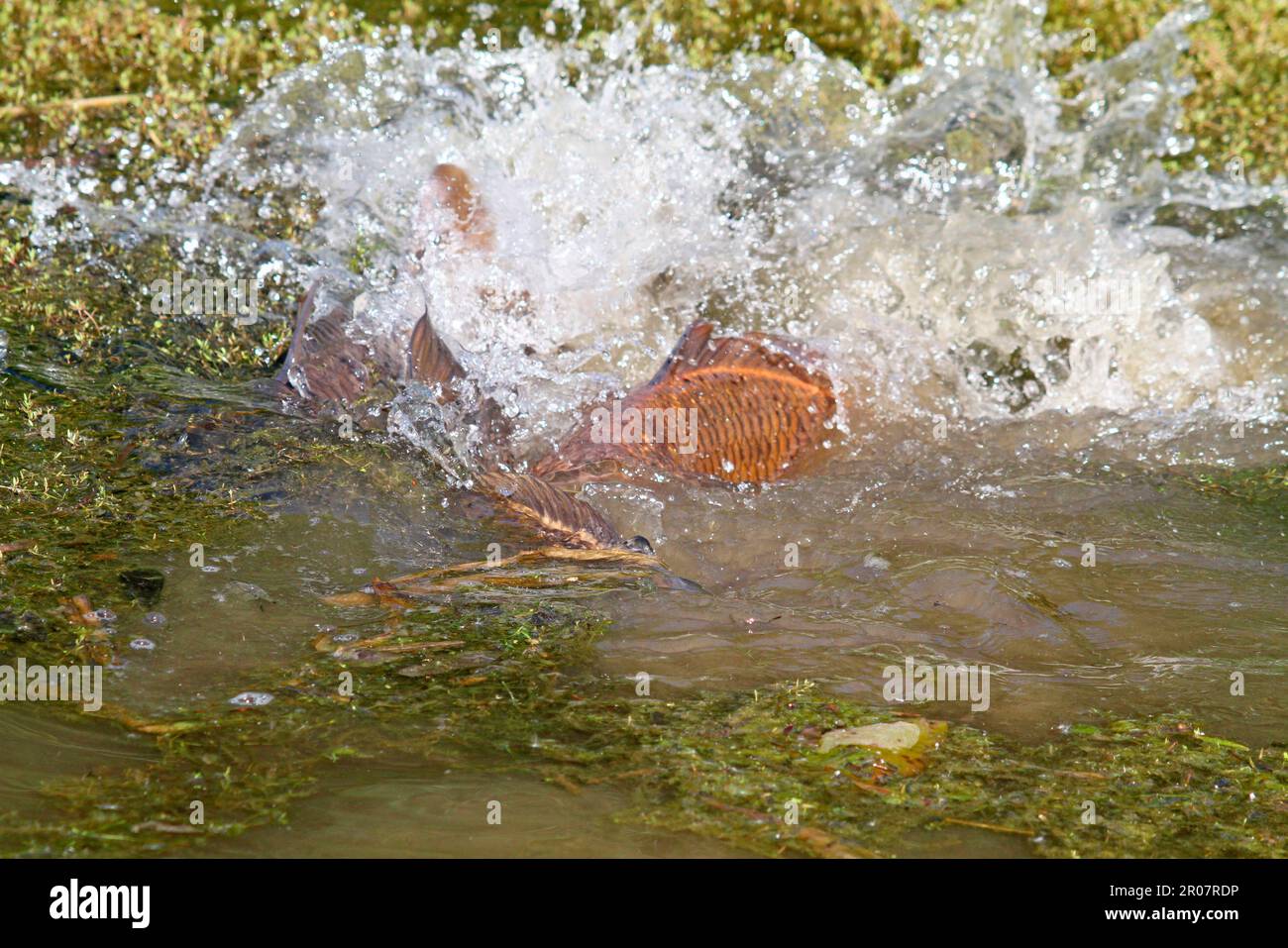 Adulto adulto carpa comune (Cyprinus carpio) che riparte, sbattere in coppia sotto la stonecrop palude della Nuova Zelanda (Crassula helmsii), naturalizzato Foto Stock