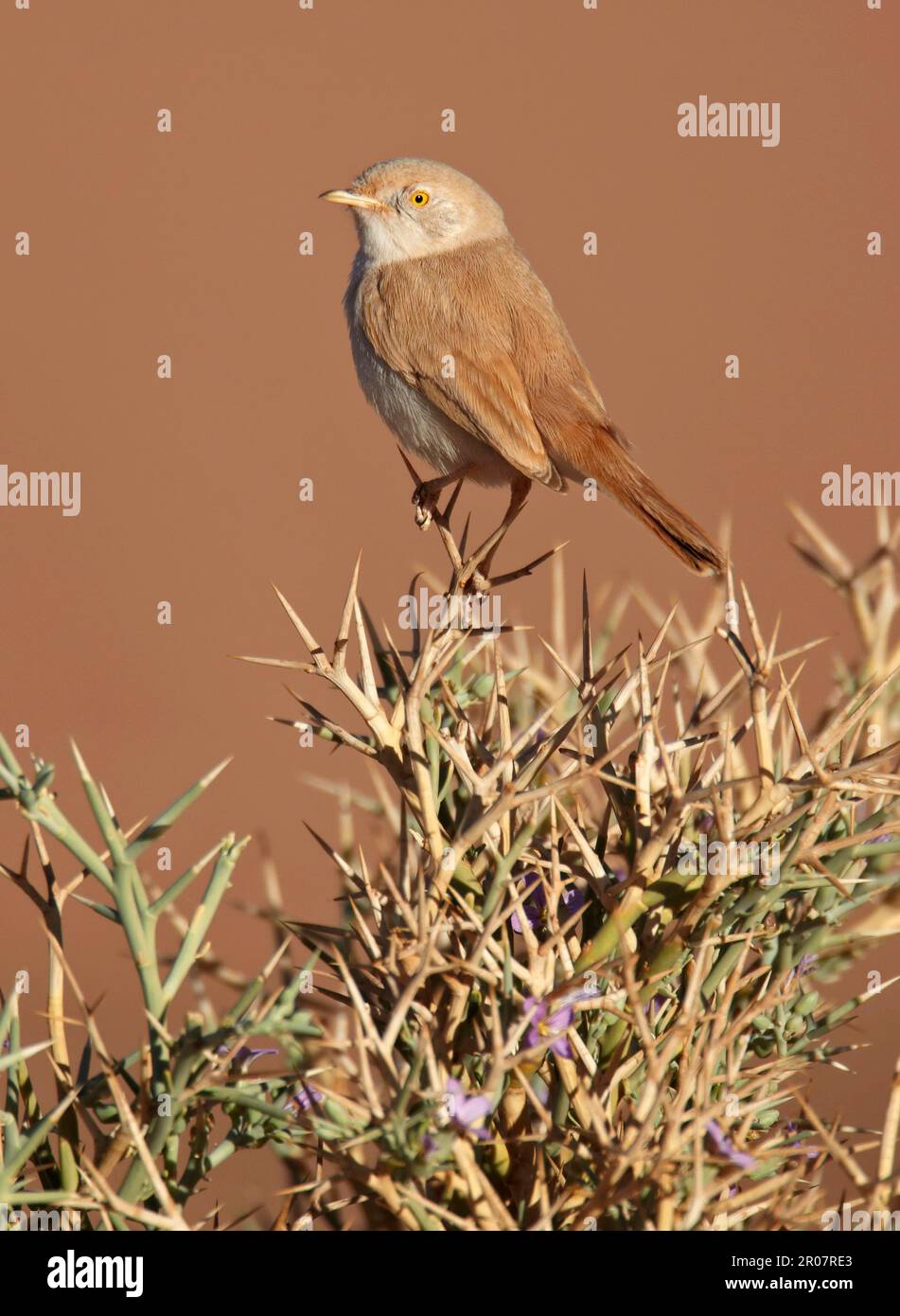 African Desert Warbler (Sylvia deserti) adulto, arroccato su un cespuglio spinoso, vicino a Erg Chebbi, Marocco Foto Stock