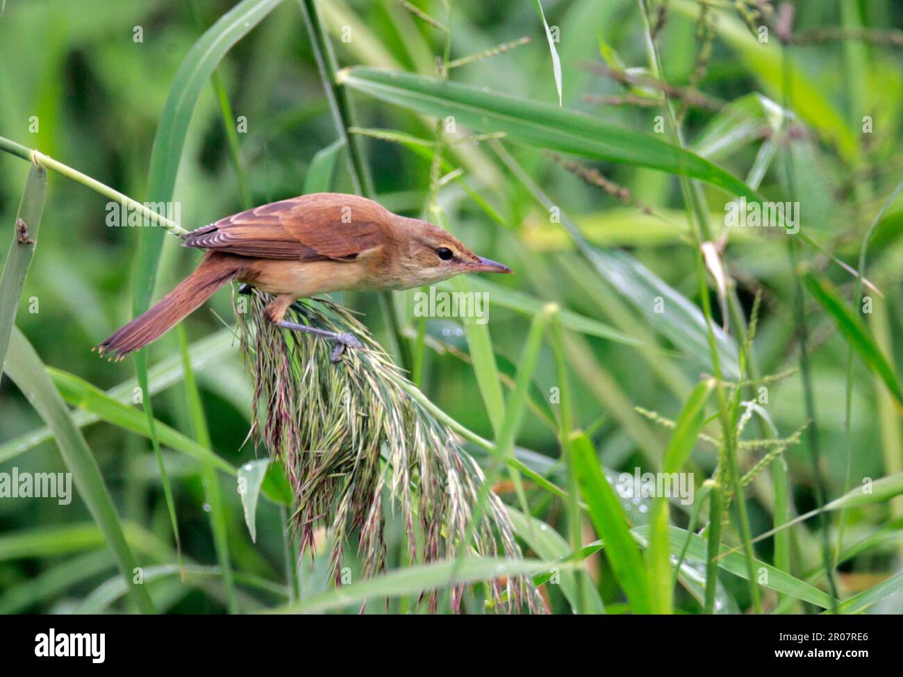 Cannocchiale orientale (Acrocephalus orientalis), uccelli canori, animali, uccelli, Oriental Reed-Warbler adulto, Arroccato su testa di giunco, Hong Kong, Cina Foto Stock