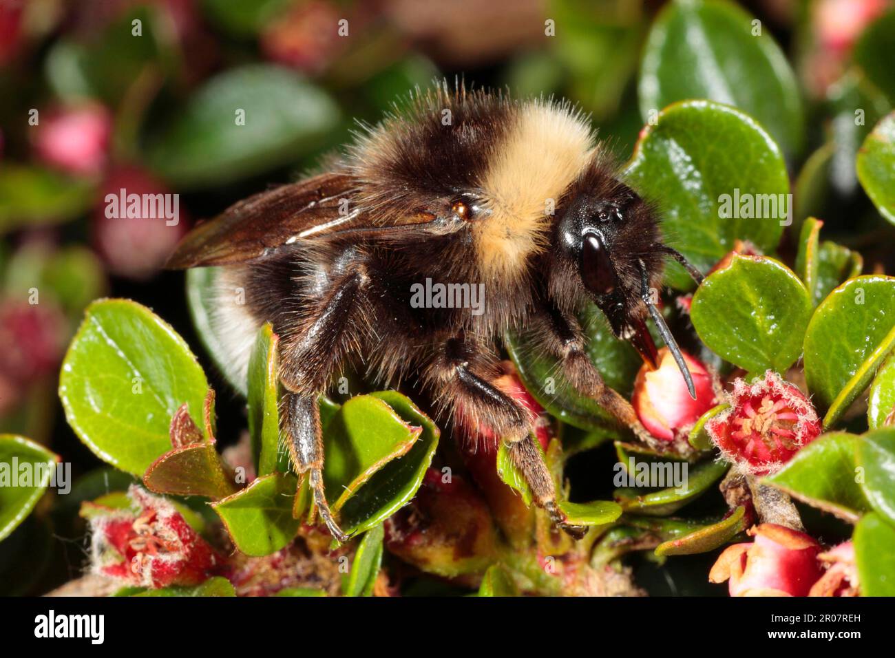 Bumblebee gitana a cucù (Bombus bohemicus), femmina adulta, nutrimento su parete rockspray cotoneaster (Cotoneaster horizontalis) fiori in giardino, Powys Foto Stock