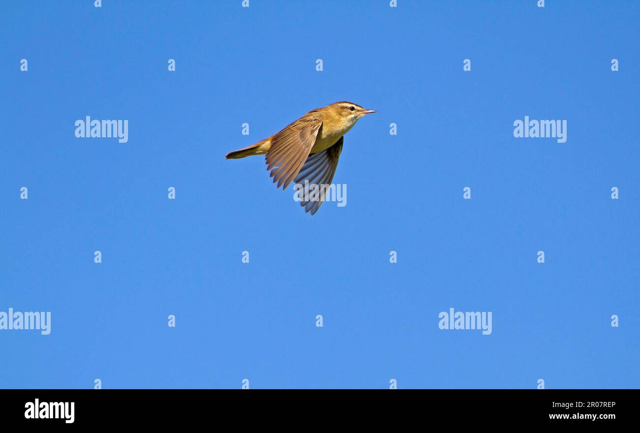 Sedge Warbler (Acrocephalus schoenobaenus) adulto, in volo di canzone, Norfolk, Inghilterra, Regno Unito Foto Stock