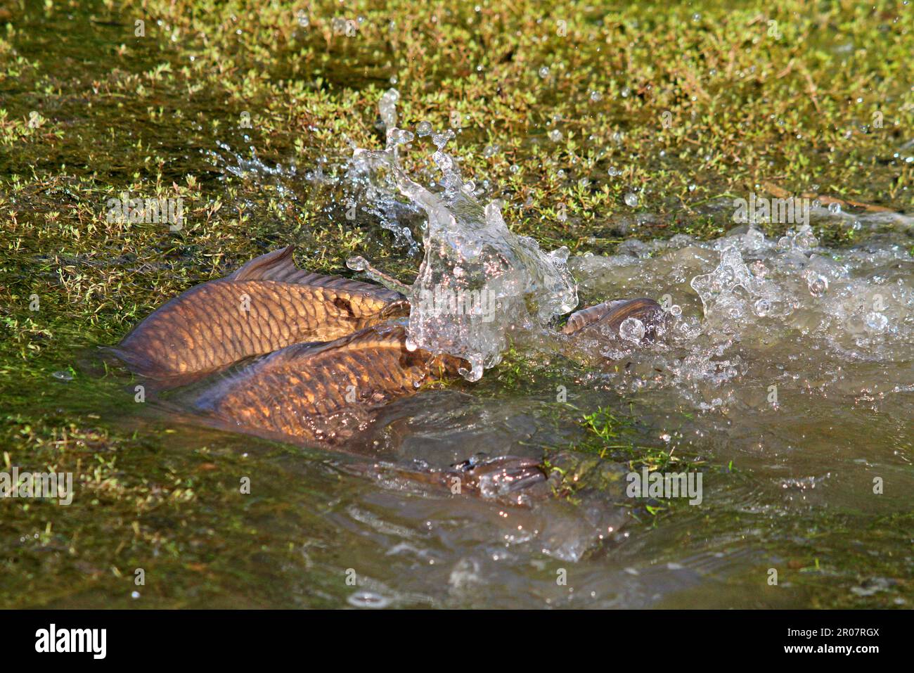 Adulto adulto carpa comune (Cyprinus carpio) che riparte, sbattere in coppia sotto la stonecrop palude della Nuova Zelanda (Crassula helmsii), naturalizzato Foto Stock