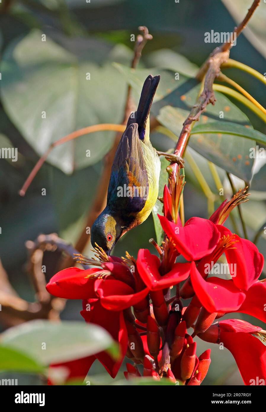 Sunbird dalla gola bruna (Anthreptes malacensis malacensis), maschio adulto, che mangia sul nettare dei fiori, Siem Reap, Cambogia Foto Stock