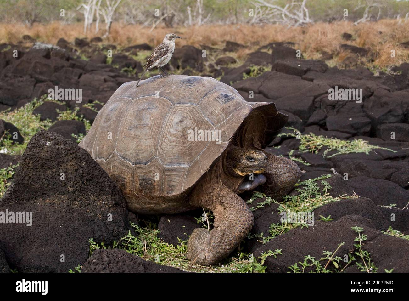 Chatham Mockingbird su una tartaruga gigante Galapagos dall'isola di San Cristobal Foto Stock