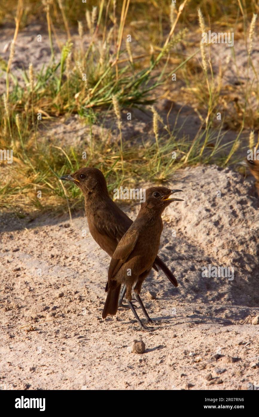 Chat termite, songbirds, animali, uccelli, giovani chat Southern Anteating Foto Stock