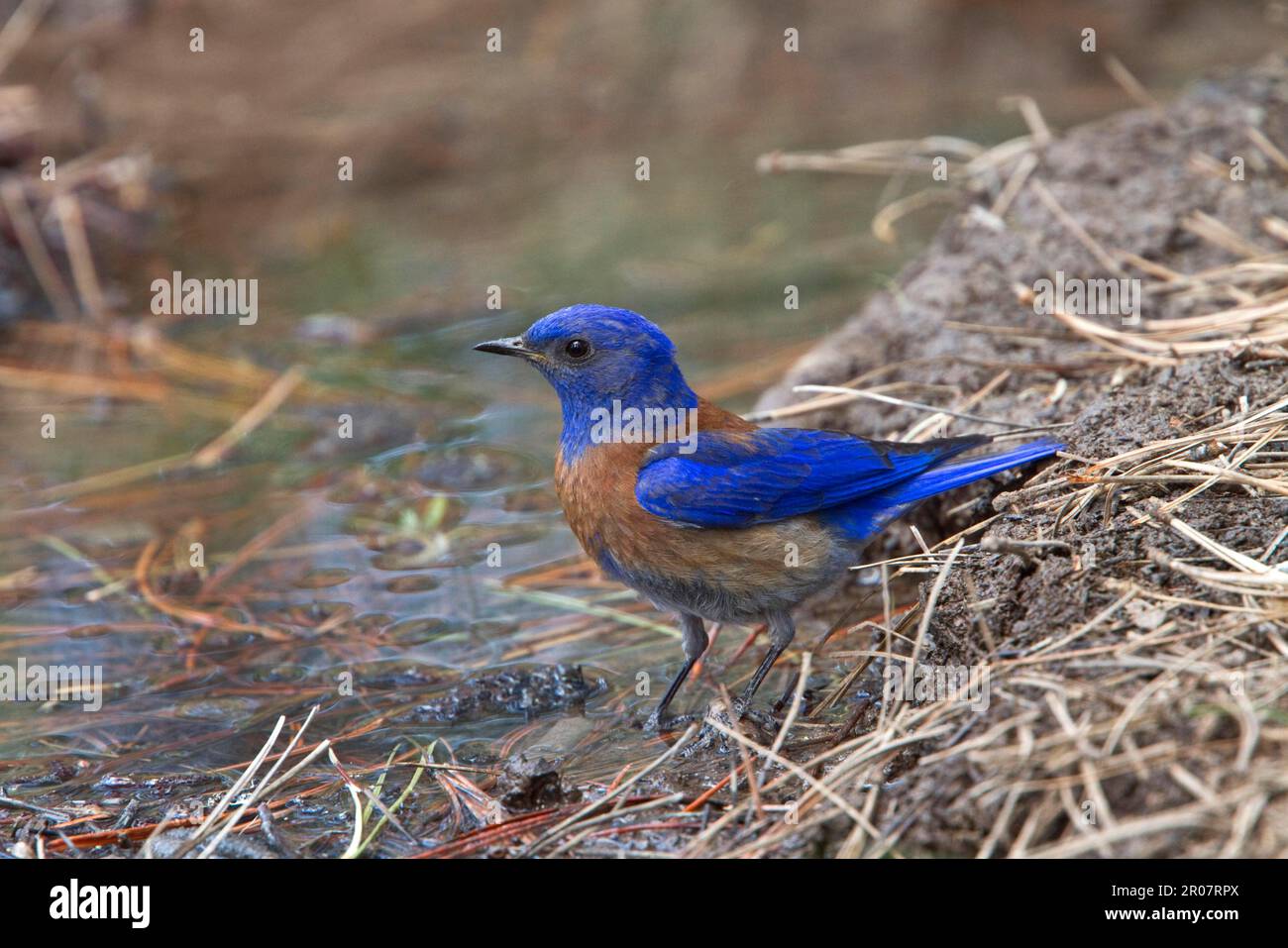 Western Bluebird, Blue-Throated Bluebird, songbirds, animali, uccelli, Western Bluebird maschio uccello Utah USA Foto Stock