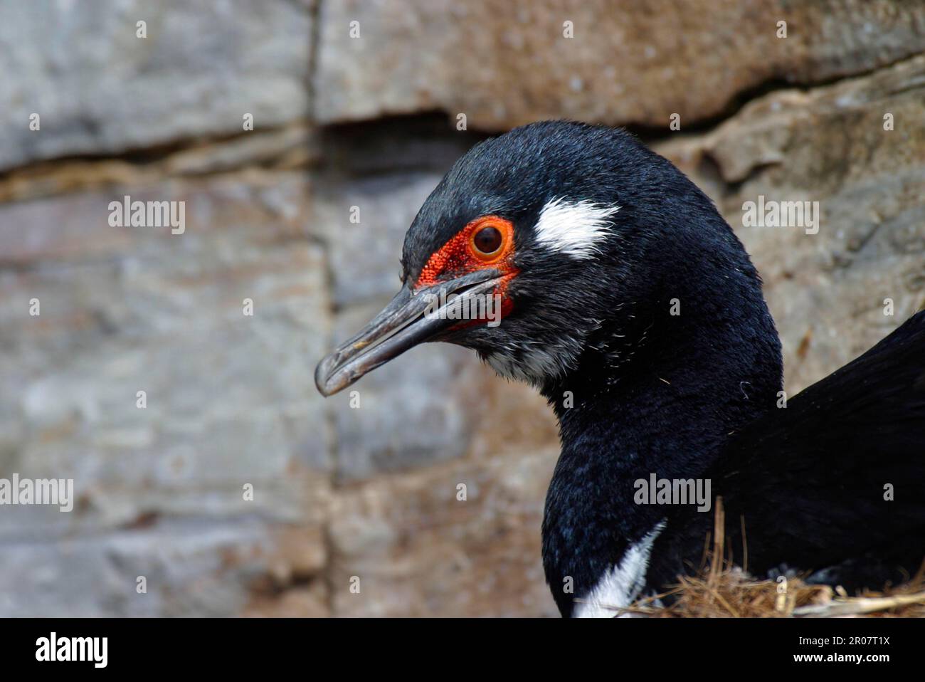 Scossa di roccia (Phalacrocorax magellanicus), Cormorani di roccia, arborei, animali, Uccelli, Vista sulla testata del cormorano delle rocce Foto Stock