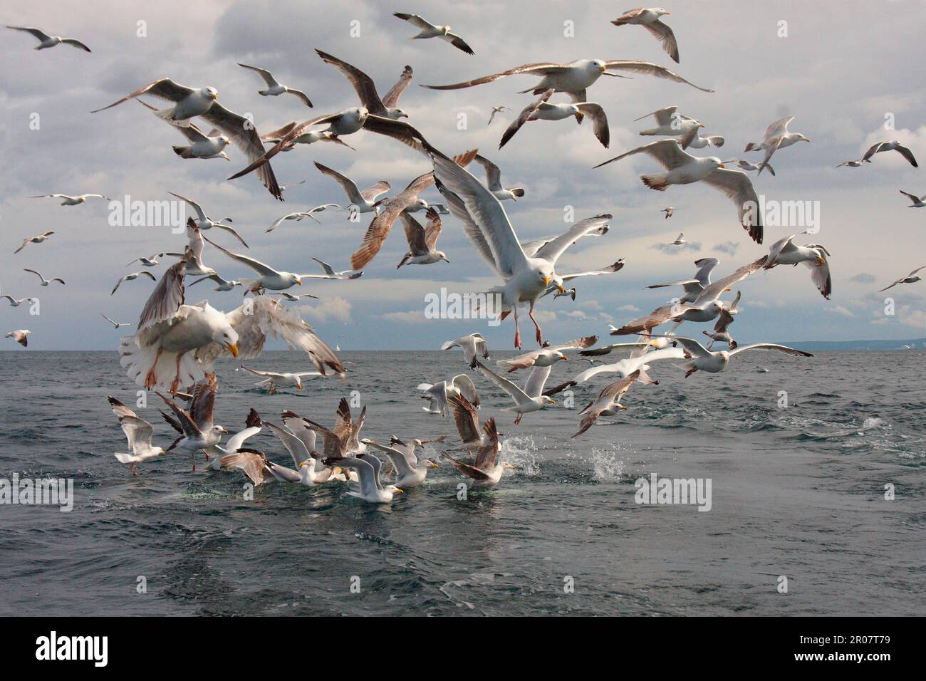 Gabbiano di aringa europeo (Larus argentatus) adulti e immatures, immersioni di gregge per pesci nel mare, Firth of Forth, Scozia, Regno Unito Foto Stock