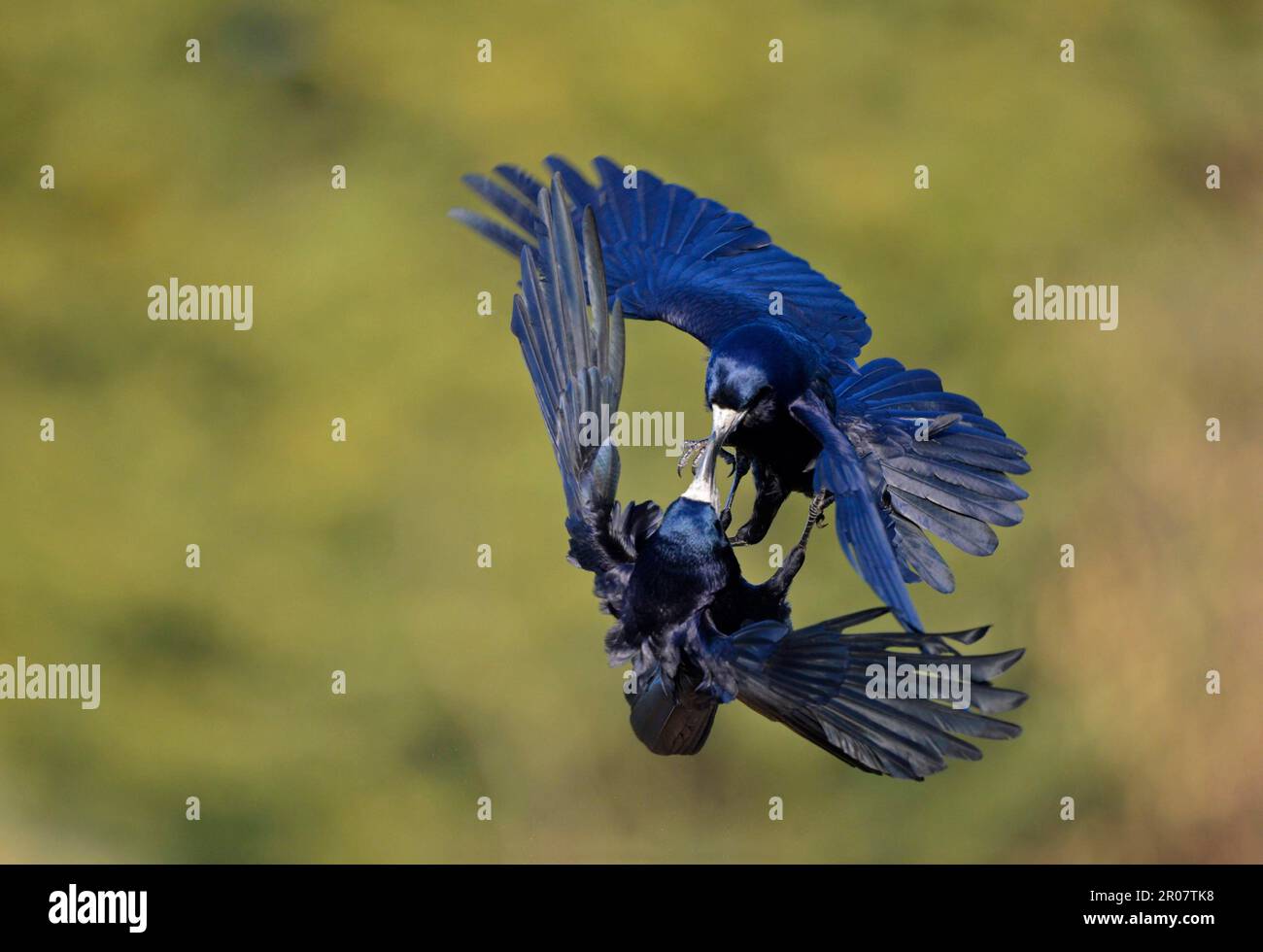 Rook (Corvus frugilegus) due adulti, in volo, che combattono a mezz'aria, Oxfordshire, Inghilterra, Regno Unito Foto Stock