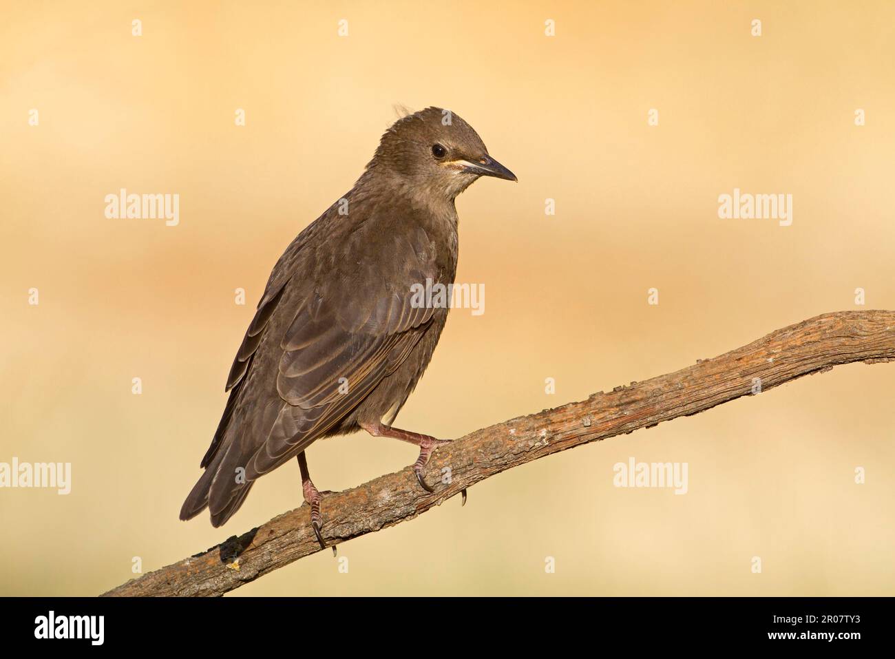 Spotless Starling (Sturnus unicolor) giovanile, arroccato su ramoscello, Spagna settentrionale Foto Stock