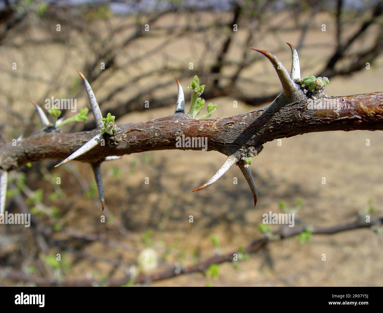 Cialda di candela acacia, spine Foto Stock