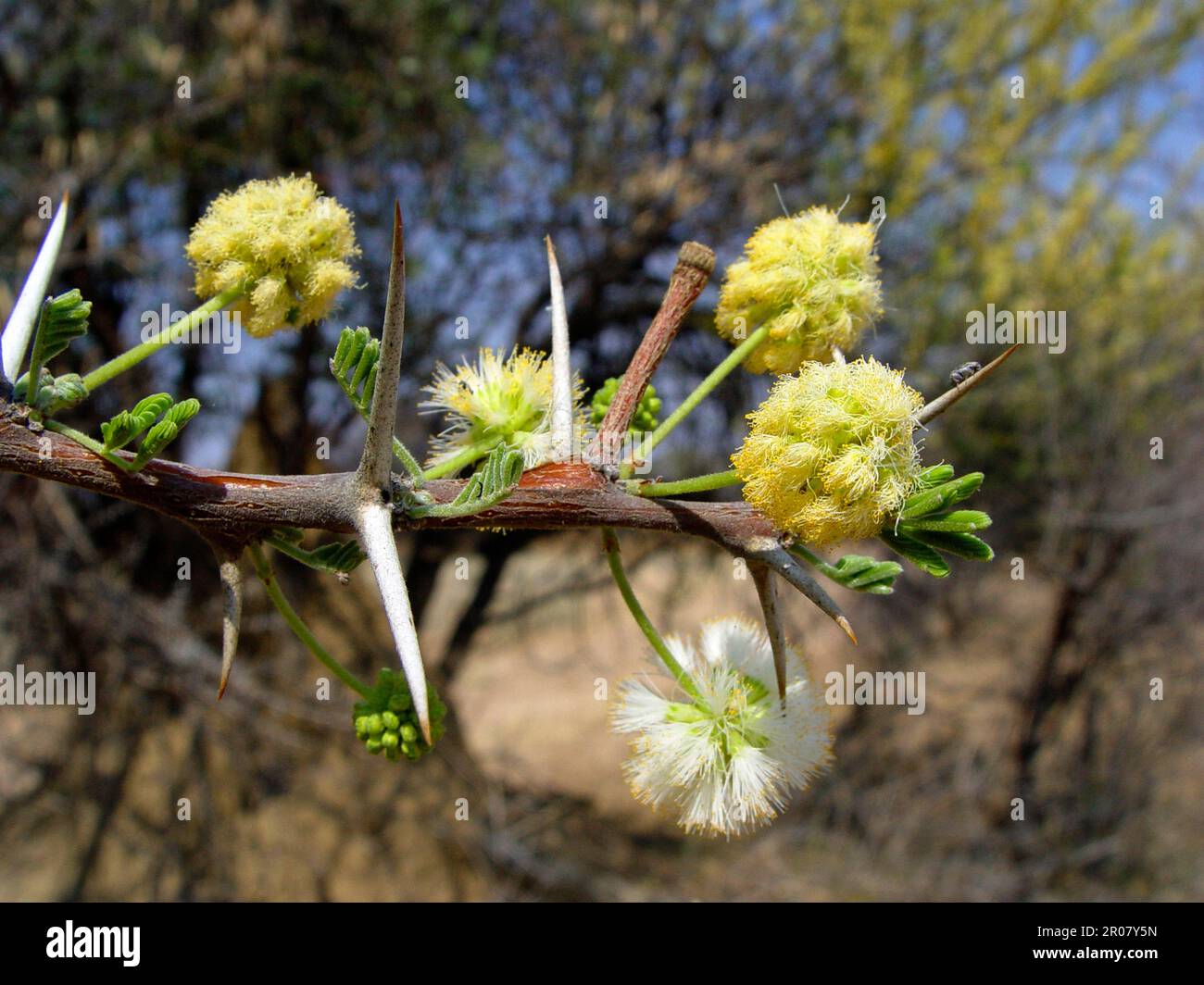 Cialda di candela acacia, spine Foto Stock