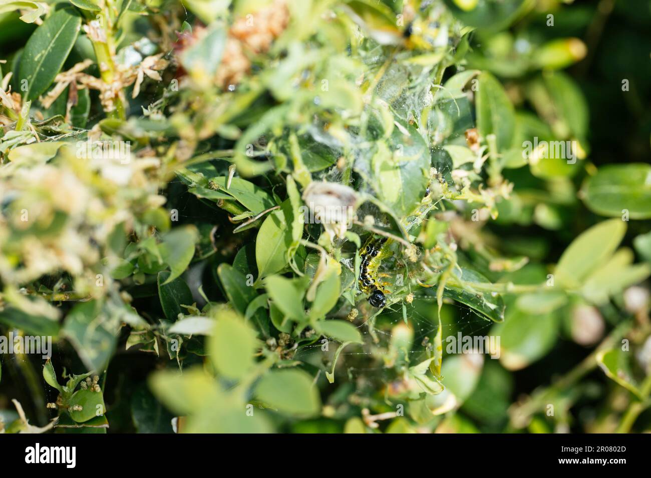 Box tree moth (Cydalima perspectalis) mangiare giovani foglie di buxus. Foto Stock
