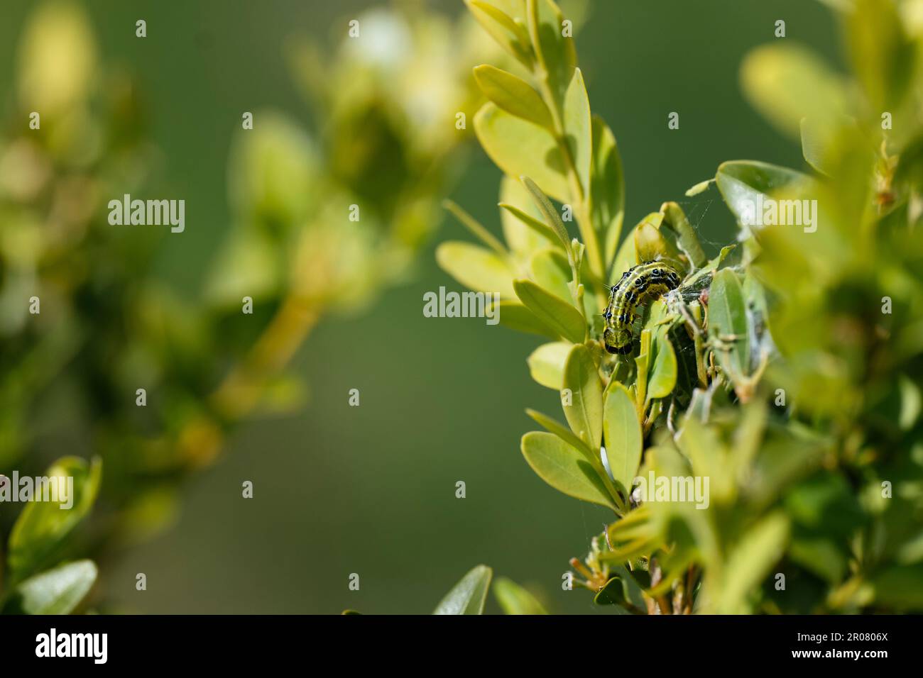 Box tree moth (Cydalima perspectalis) mangiare giovani foglie di buxus. Foto Stock