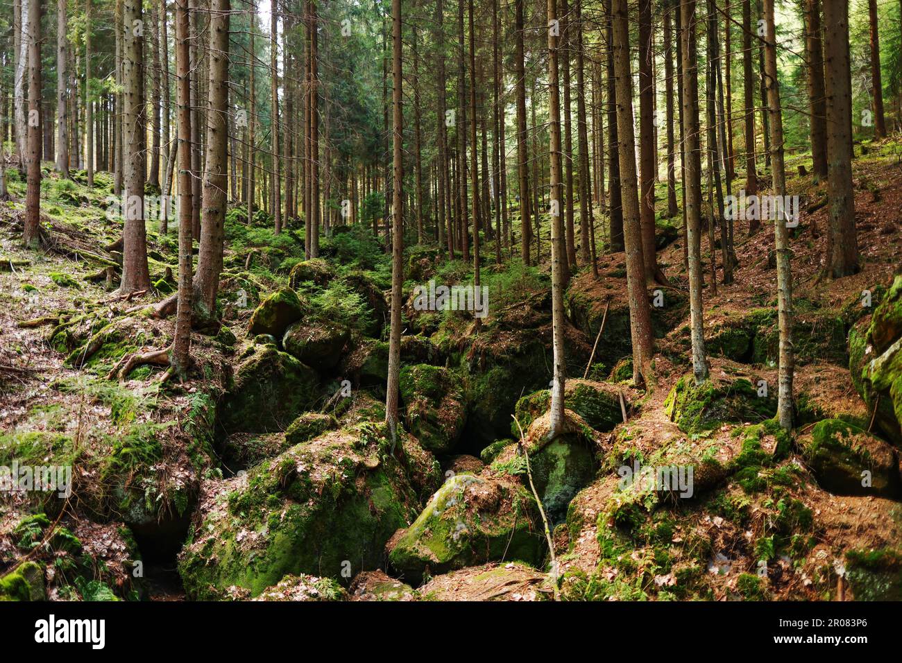 Sfondo della foresta. Vista sulla natura del Dark Forrest Foto Stock