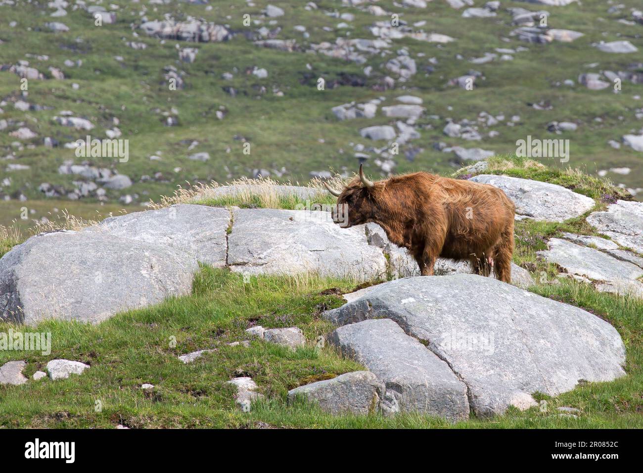 Alci di bestiame delle Highland scozzesi a Rocky Bogland, Harris, Isola di Harris, Ebridi, Ebridi esterne, Western Isles, Scozia, Regno Unito Foto Stock