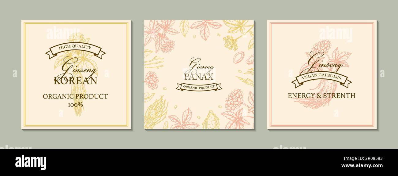 Design ginseng. Illustrazione del vettore botanico disegnato a mano nello stile di schizzo. Può essere utilizzato per imballaggio, etichetta, badge, logo. Medicina di base di erbe Illustrazione Vettoriale