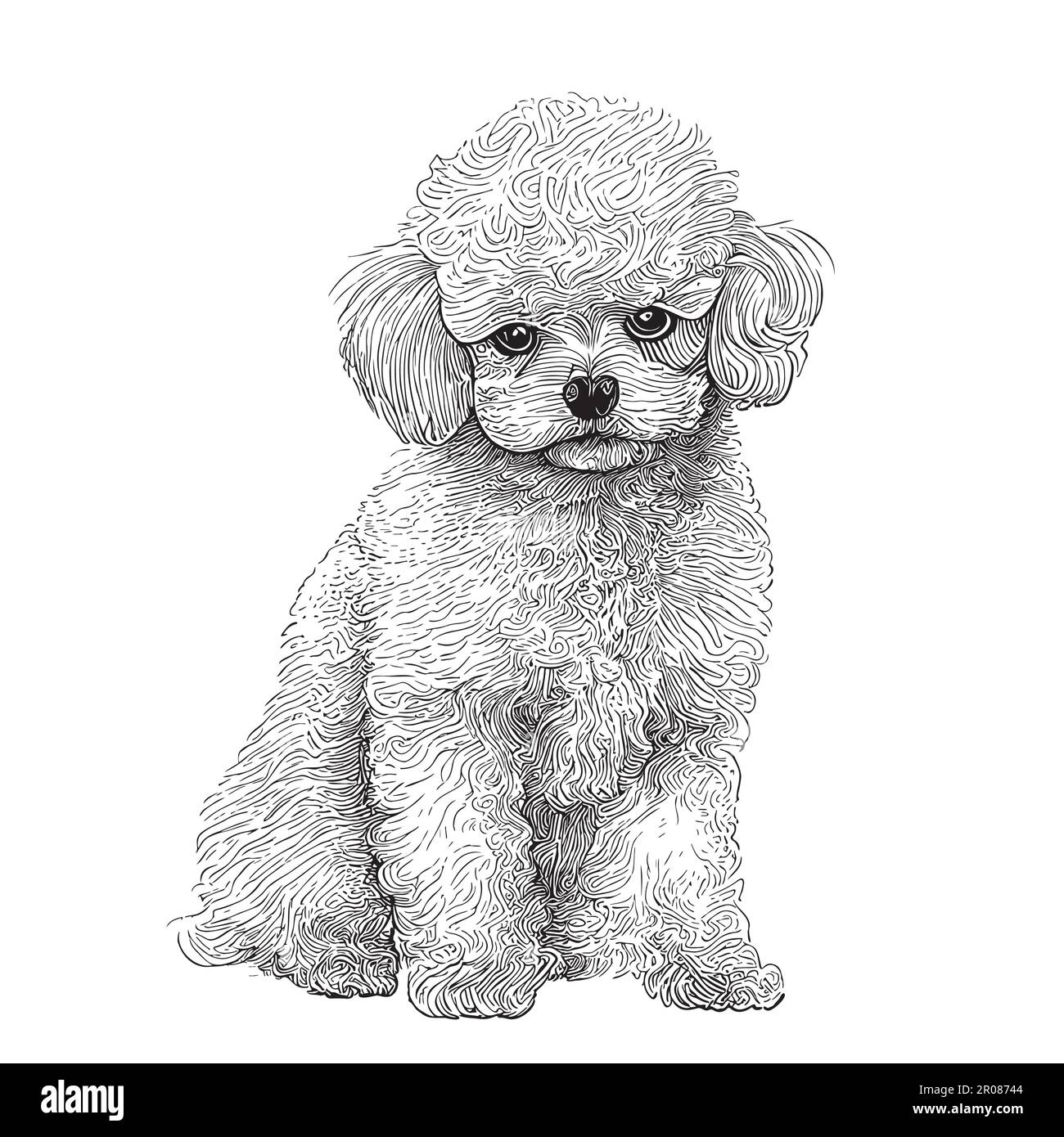 Toy Poodle disegno bianco disegnato a mano in figura stile doodle Illustrazione Vettoriale